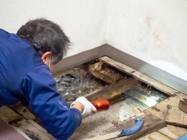 Best Crawl Space Mold Removal  in Rainbow, CA