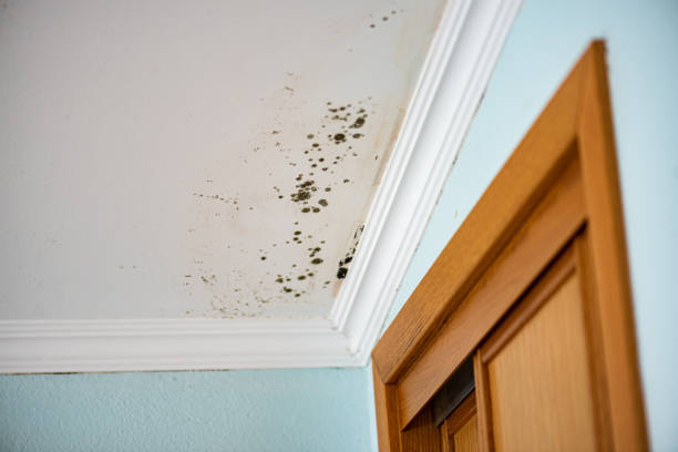 Best Mold Removal and Inspection  in Rainbow, CA