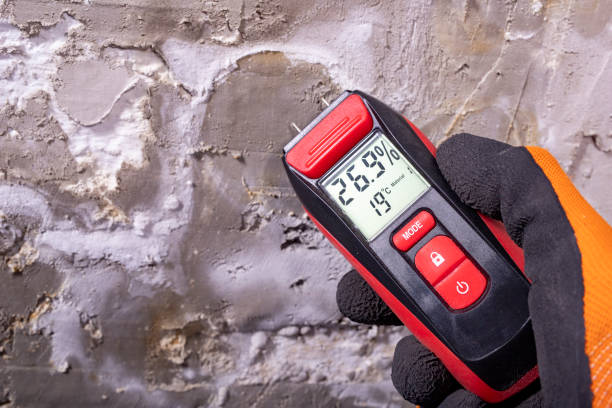 Best Mold Removal Company Near Me  in Rainbow, CA