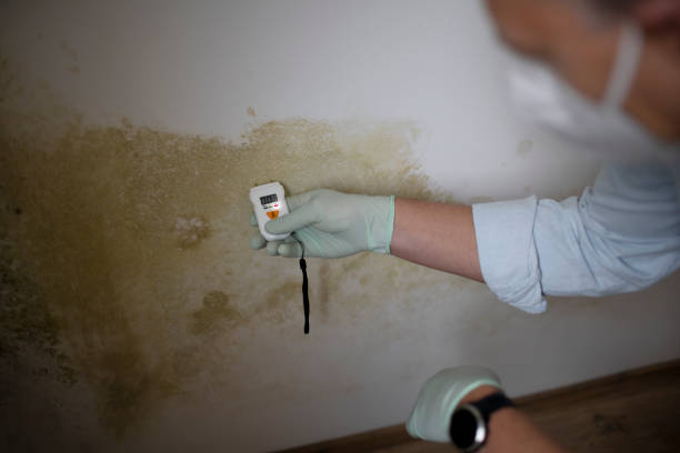 Best Mold Removal Company Near Me  in Rainbow, CA