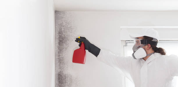 Best Emergency Mold Removal  in Rainbow, CA