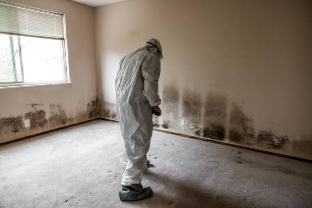 Best Commercial Mold Removal  in Rainbow, CA
