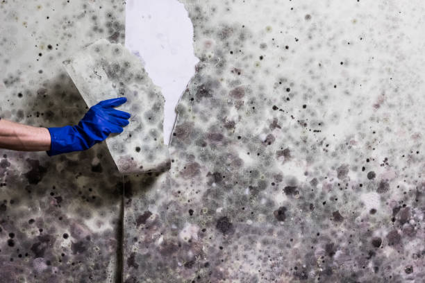 Best Local Mold Removal Service  in Rainbow, CA