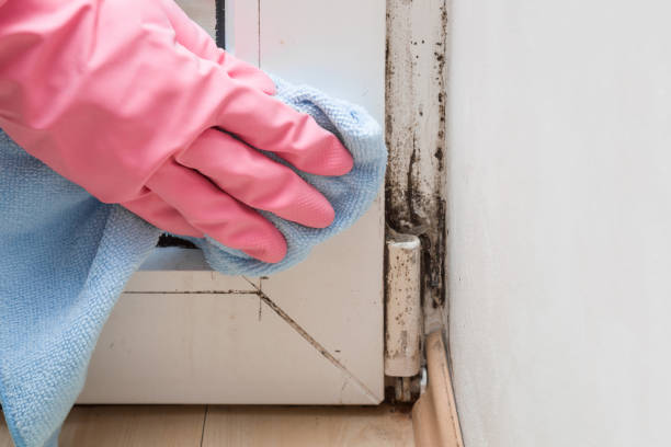Office Mold Removal Services in Rainbow, CA