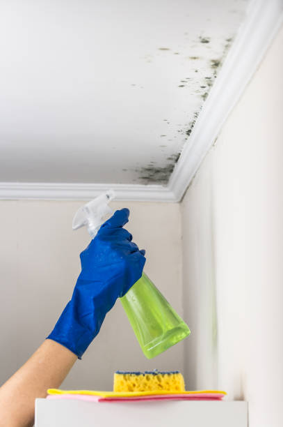 Best Home Mold Removal  in Rainbow, CA