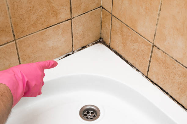 Best Mold Cleaning Services  in Rainbow, CA