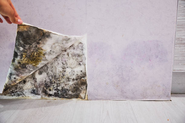 Best Same-Day Mold Removal  in Rainbow, CA